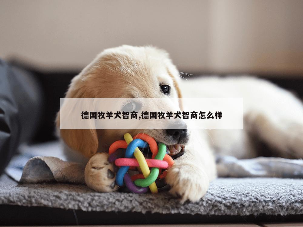 德国牧羊犬智商,德国牧羊犬智商怎么样