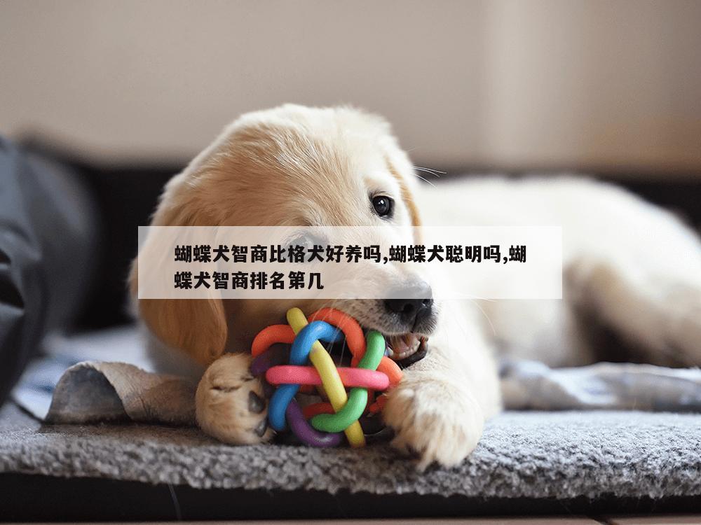 蝴蝶犬智商比格犬好养吗,蝴蝶犬聪明吗,蝴蝶犬智商排名第几